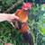 Bantam rooster 5 thumbnail