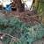 Pine Boughs 2 thumbnail