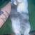 Harlequin rabbit 6 thumbnail