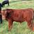 Angus cross calves 2 thumbnail