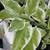 Devil,s backbone plant 2 thumbnail