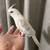 COCKATIEL BREEDING PAIR 5 thumbnail