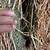 Alfalfa third cut 4 thumbnail
