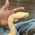 burmese python 3 thumbnail