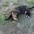 Rehoming Pit/lab pup 1 thumbnail