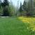 Weed Killer for lawns that actually works 8 thumbnail