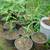 Potted Babylon Weeping Willow (Salix babylonica) 1 thumbnail