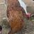 Chickens 2 thumbnail