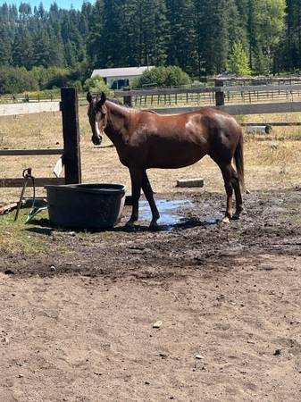 Caballo (Springdale)63970071625090121