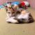Kittens 4 thumbnail
