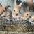 baby rabbits 1 thumbnail