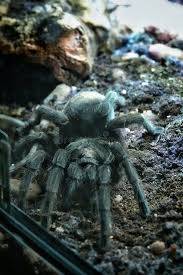 Tarantulas 1