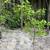 Weeping yaupon trees 9 thumbnail