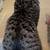 Male Tabby Cat Needs New Home 5 thumbnail