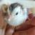 Guinea keets 4 thumbnail