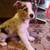 Australian Shepherd Border Collie Mix Puppies 7 thumbnail