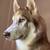 Rehoming Siberian Husky 20 thumbnail