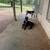 Male doberman pinscher at stud 3 thumbnail