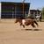 Pony 1 thumbnail