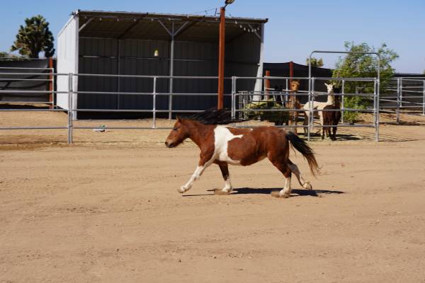 Pony 1
