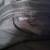 DKNY NWOT black bucket bag 6 thumbnail