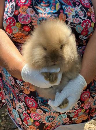Lionhead 1