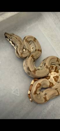 Snakes 1