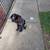 German pointer 3 thumbnail