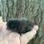 Silkie chicks 9 thumbnail