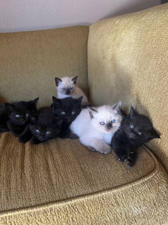 Kittens (Vancouver)63916449691779120