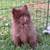 Pomeranian bed 1 thumbnail