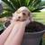 Sweet puppy girl 1 thumbnail