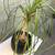 A lovely ponytail palm tree in a pretty glazed pot 3 thumbnail