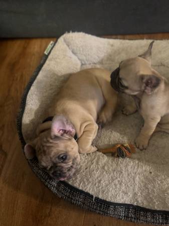F BULLDOG PPIES ready to be rehomed (Gilbert)63967288625666124