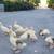 Organic-fed Young Adult Geese, Chinese White Geese and Emdden, eggs 7 thumbnail