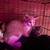 Small kittens 6 thumbnail