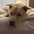 Rehoming 3 yr old Siberian Husky Yellow Lab 4 thumbnail