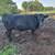 Grass Fed 1 thumbnail