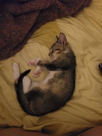 Tender kitten (Long Beach)63893601634946123