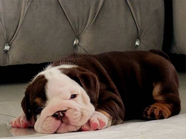 Bulldog english 1