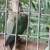 Turquoise pineapple greencheek 1 thumbnail