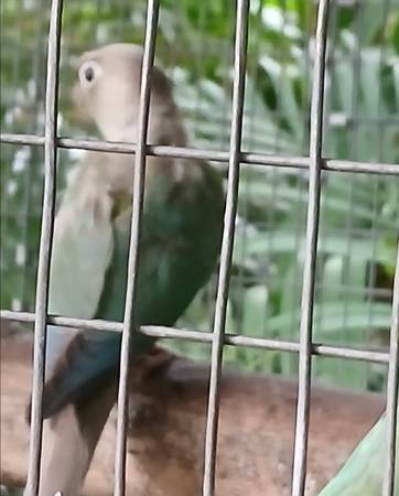 Turquoise pineapple greencheek 1