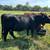 3yo beef Cow/calf pair, gentle 100% grass fed 7 thumbnail