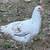 Hens/roosters for sale 6 thumbnail