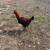 Chickens 1 thumbnail