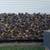 SEASONED FIREWOOD DELIVERED AND STACKED 3 thumbnail