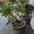 Philodendron Monstera plant in Green Ceramic Pot 3 thumbnail