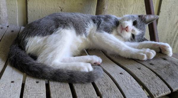 Gata tímida y pequeña buscando un hogar amoroso (Lawrence)63675819509635120