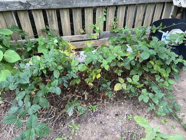 Apache Thornless Blackberry Plants 1