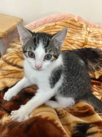 Small kitten 1